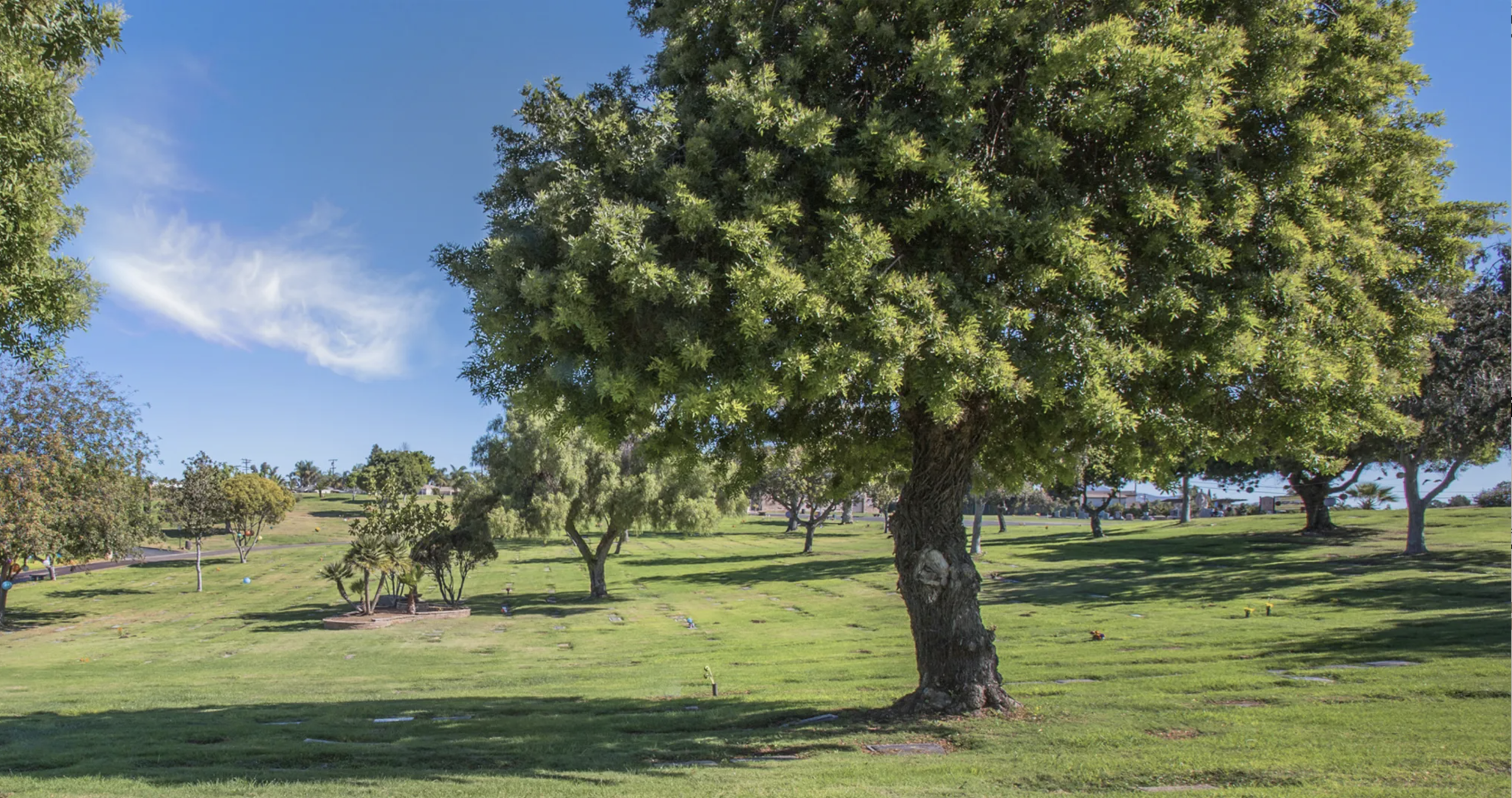 Mature trees over the sunlit lawns of La Vista Memorial Park